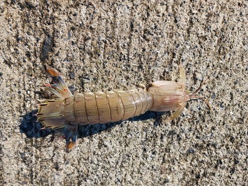 アイナメの釣果