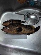 キジハタの釣果