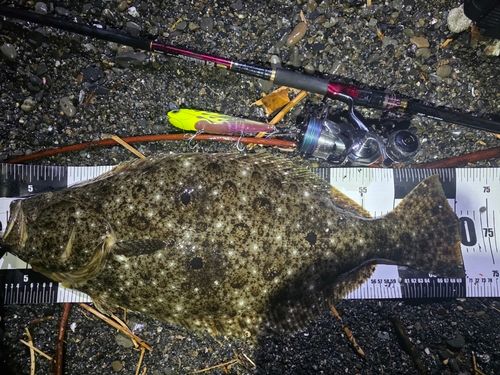 ヒラメの釣果