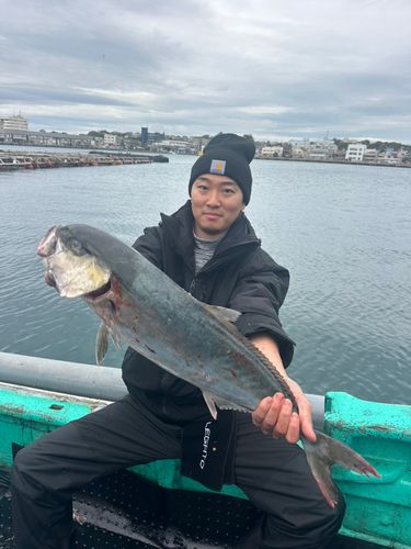 カンパチの釣果