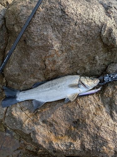 ヒラスズキの釣果