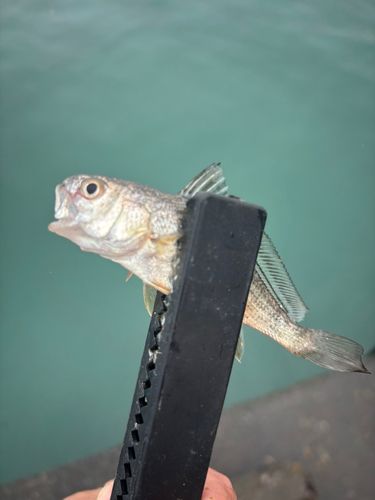 イシモチの釣果