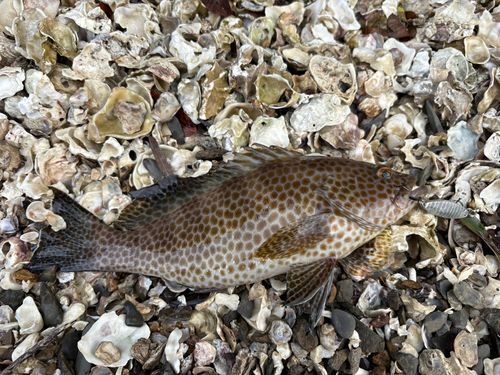 オオモンハタの釣果