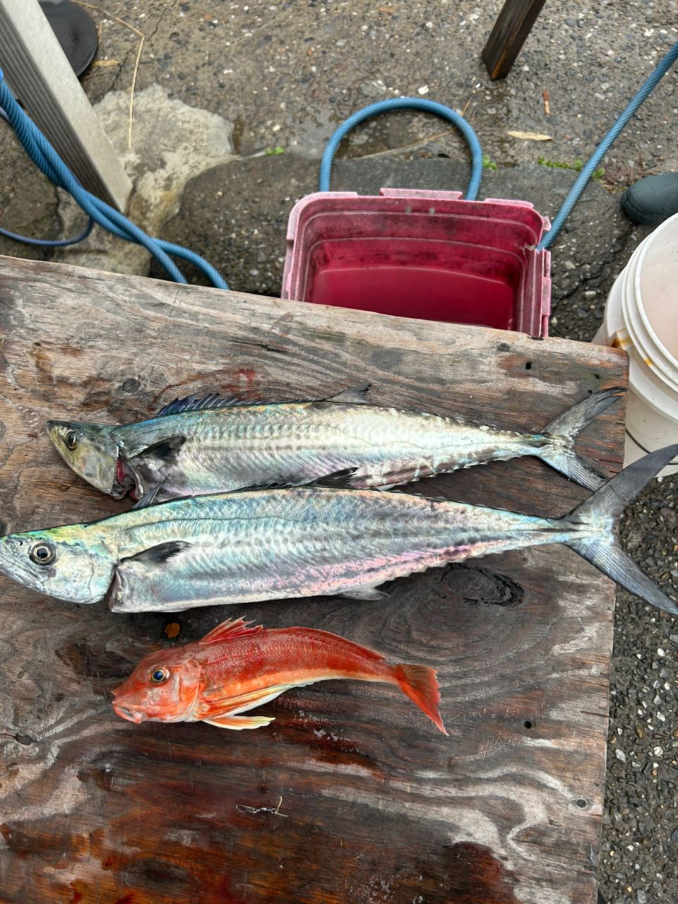 たまとふさんの釣果 1枚目の画像