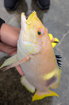 タキベラの釣果