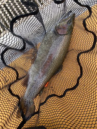 ニジマスの釣果