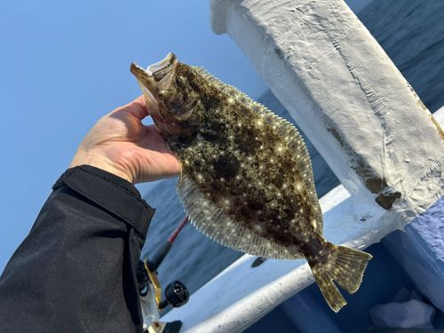 ヒラメの釣果