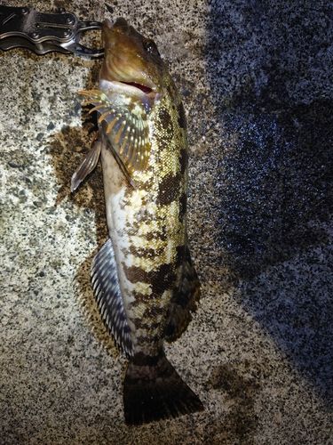 アイナメの釣果