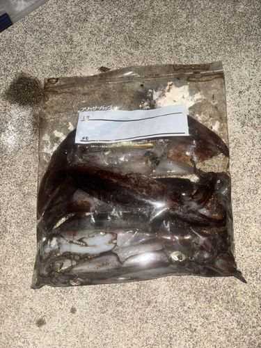 スルメイカの釣果