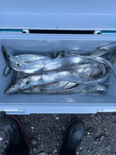 タチウオの釣果