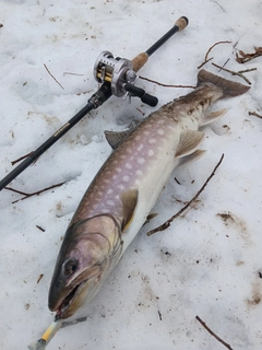 アメマスの釣果
