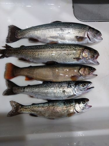 ニジマスの釣果