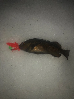 エゾメバルの釣果