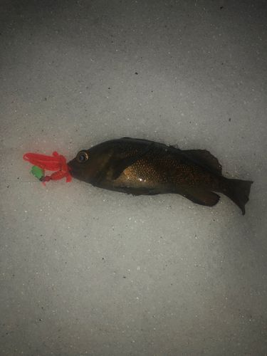 エゾメバルの釣果