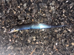 タチウオの釣果