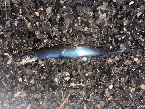 タチウオの釣果