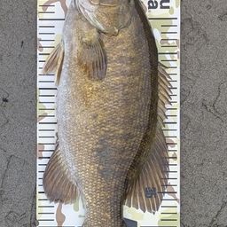 スモールマウスバス