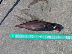 チゴダラの釣果