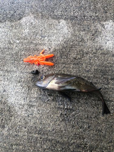 エゾメバルの釣果