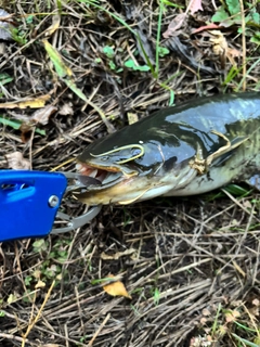 ナマズの釣果