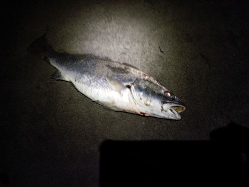 オオニベの釣果