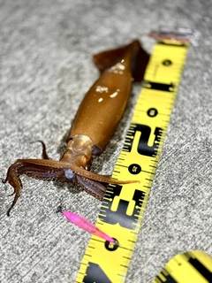 スルメイカの釣果