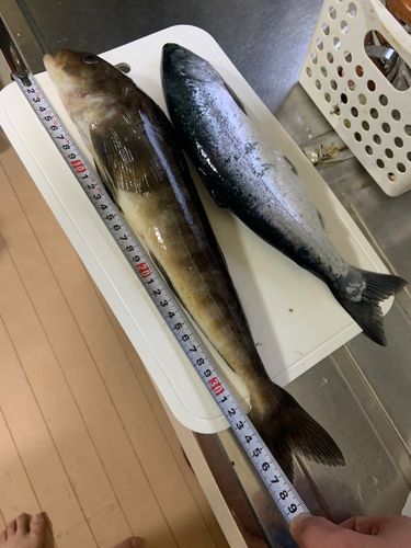 ホッケの釣果