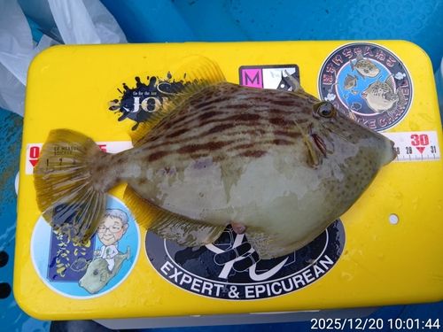 カワハギの釣果