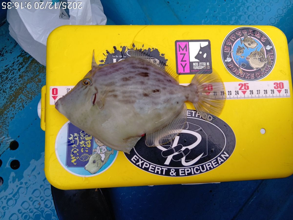 にゃんすけさんの釣果 3枚目の画像