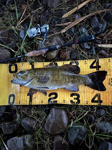 スモールマウスバスの釣果