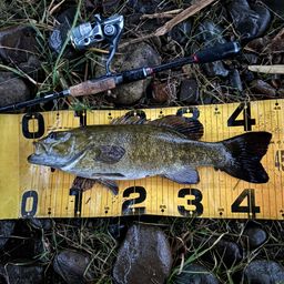 スモールマウスバス