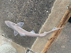 ホシザメの釣果