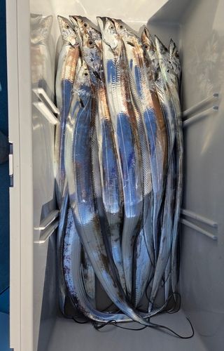 タチウオの釣果