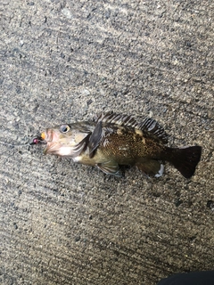 エゾメバルの釣果