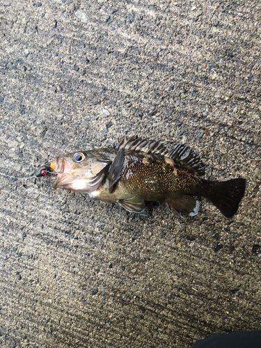 エゾメバルの釣果