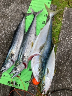 サワラの釣果