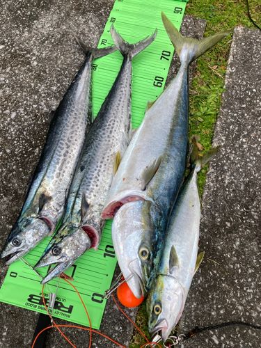 サワラの釣果