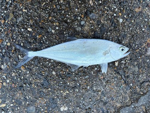 イケカツオの釣果