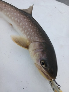 アメマスの釣果