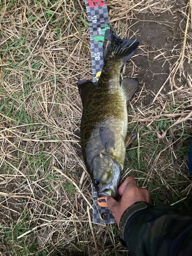 スモールマウスバスの釣果