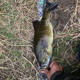 スモールマウスバス