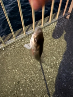 セイゴ（マルスズキ）の釣果