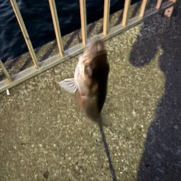 セイゴ（マルスズキ）