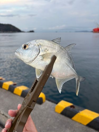 メッキの釣果