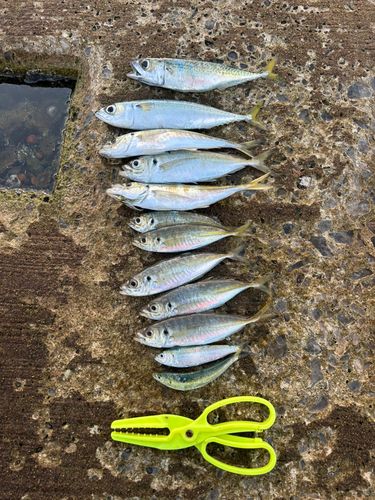アジの釣果