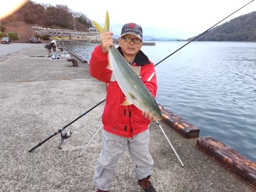 ハマチの釣果