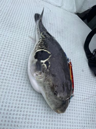トラフグの釣果