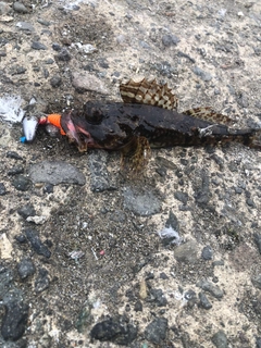 カジカの釣果