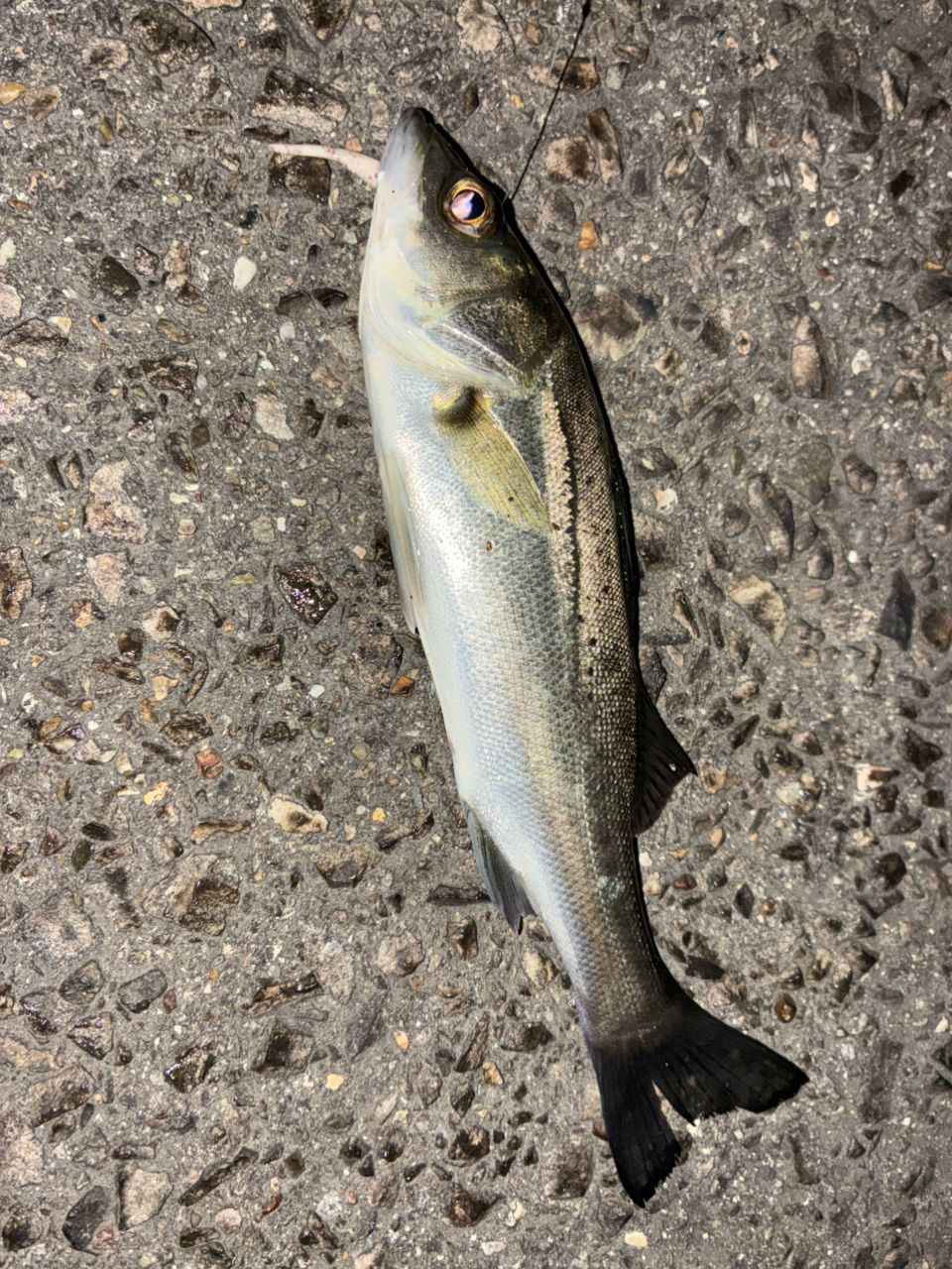 セイゴ（タイリクスズキ）