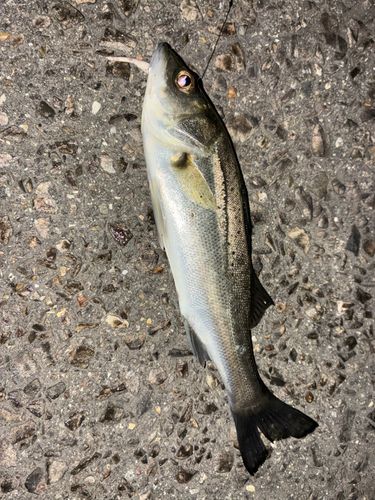 セイゴ（タイリクスズキ）の釣果